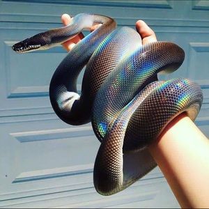 Meet your Posher, Ivan